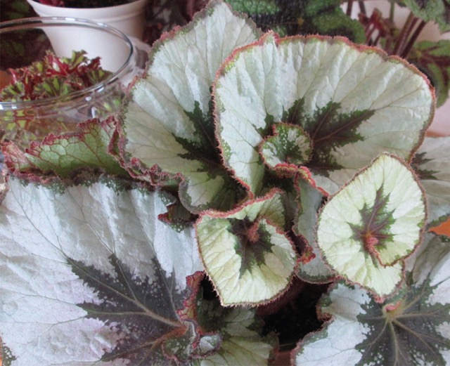 B. ‘Hurricane’